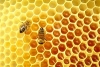 افزایش 20 درصدی تولید عسل با استفاده از نوعی نانوپوشش